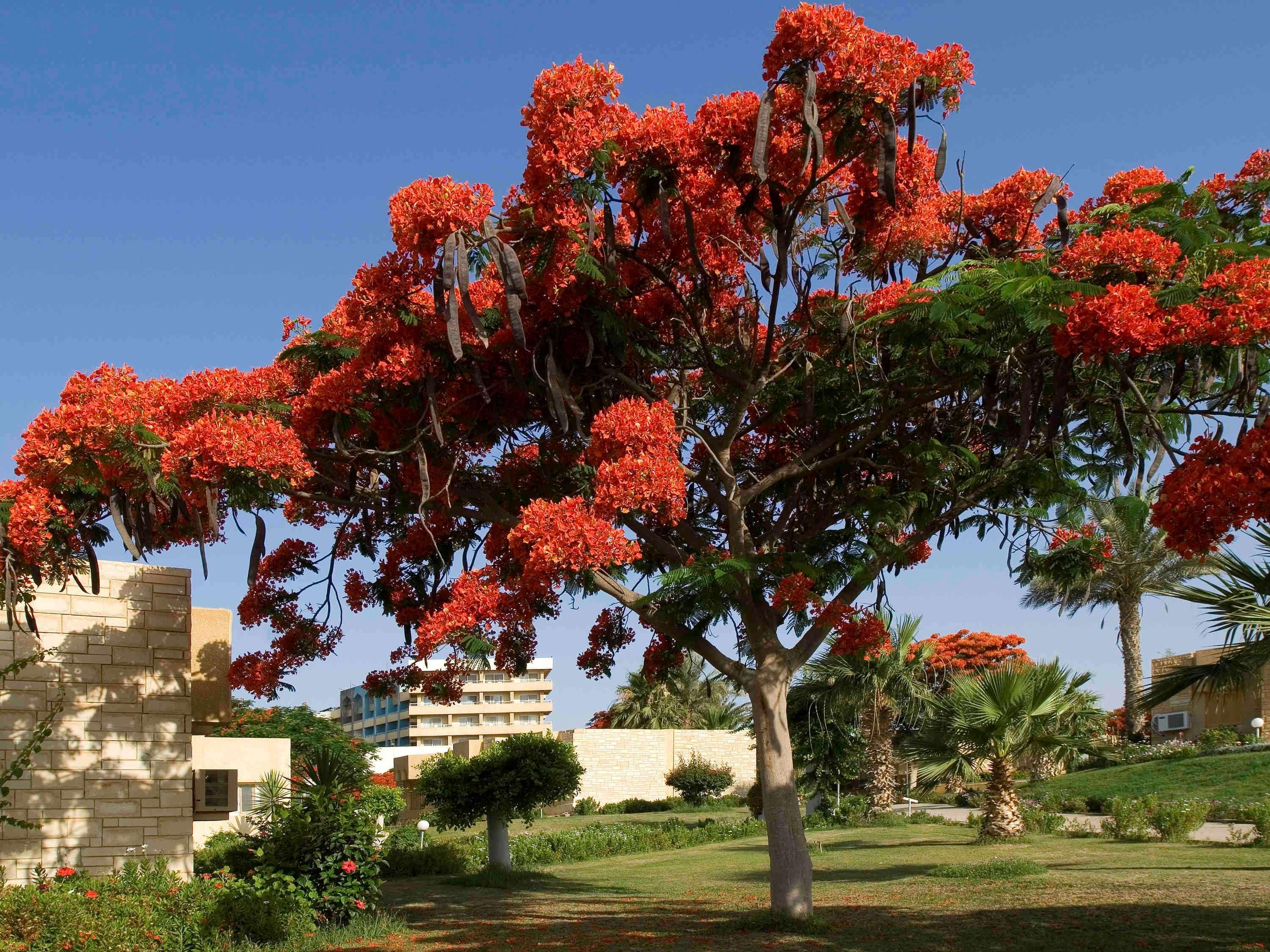 Mercure Ismailia Forsan Island Exterior foto